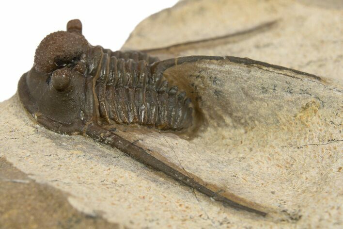 Long-Spined Cyphaspis Trilobite - Foum Zguid, Morocco #311136